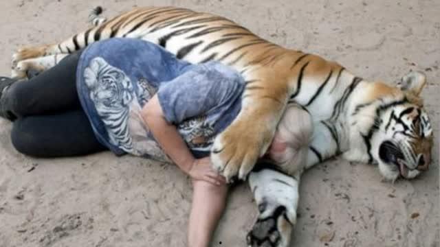 成人抱睡老虎视频,萌娃与睡虎的甜蜜抱睡瞬间