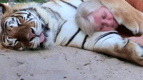 成人抱睡老虎视频,萌娃与睡虎的甜蜜抱睡瞬间