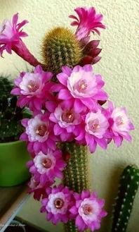 成人花朵手指操大全视频