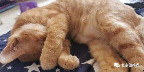 橘猫视频成人,揭秘成人生存法则的趣味指南