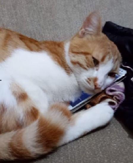 橘猫视频成人,揭秘成人生存法则的趣味指南