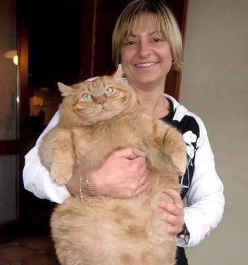 橘猫视频成人,揭秘成人生存法则的趣味指南